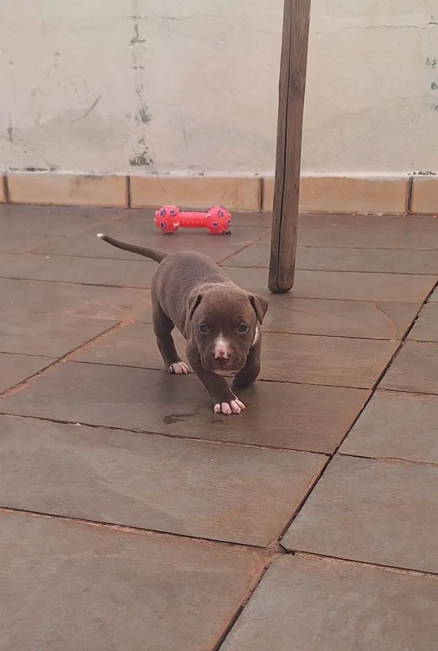 Pitbull  - Foto 5