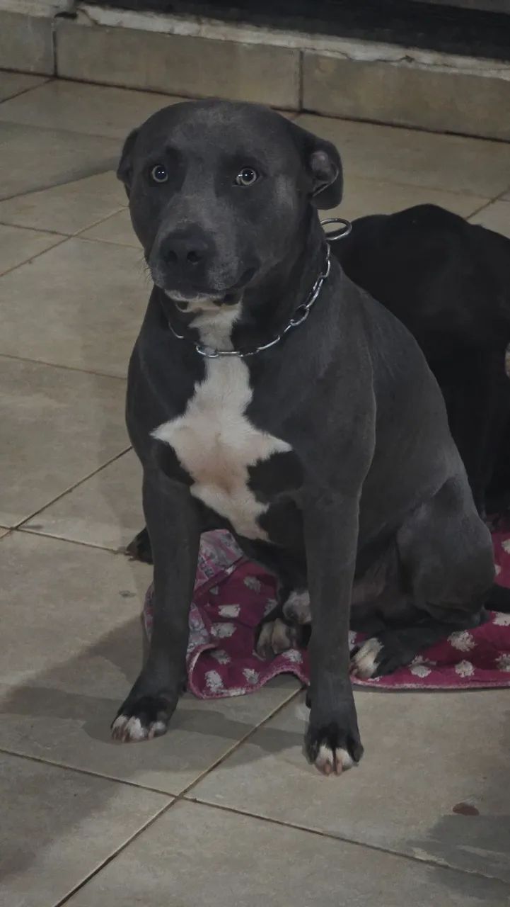 Filhote de Pitbull Cinza Macho - Foto 5