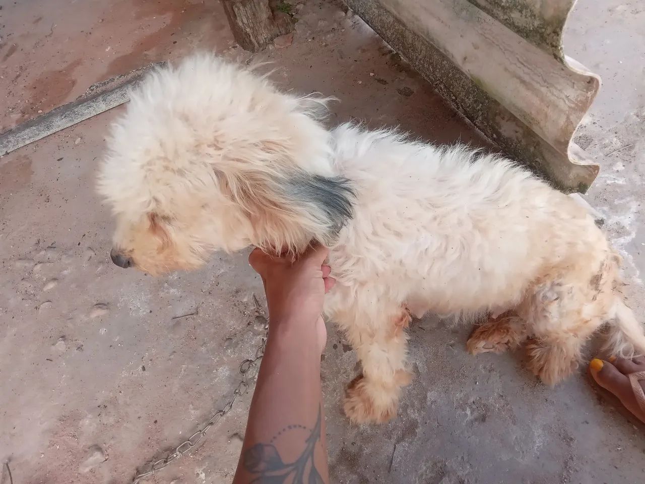 Poodle  - Foto 2
