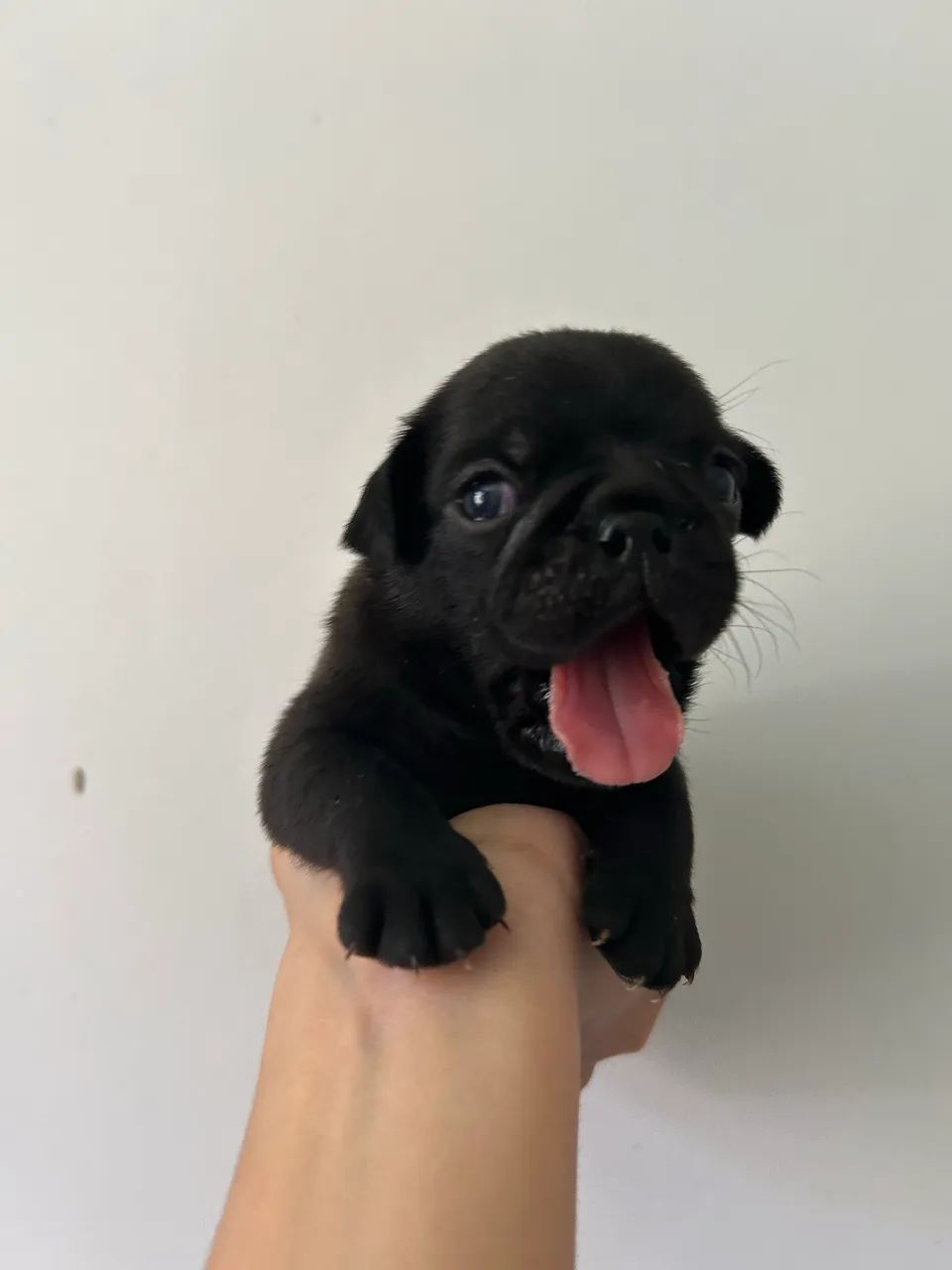 Filhotes de pug com pedigree - Foto 4