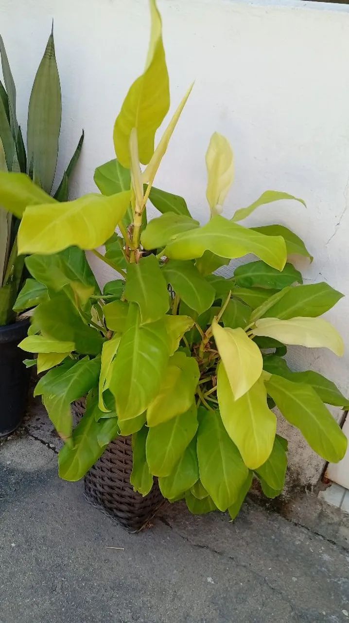 Planta ornamenta