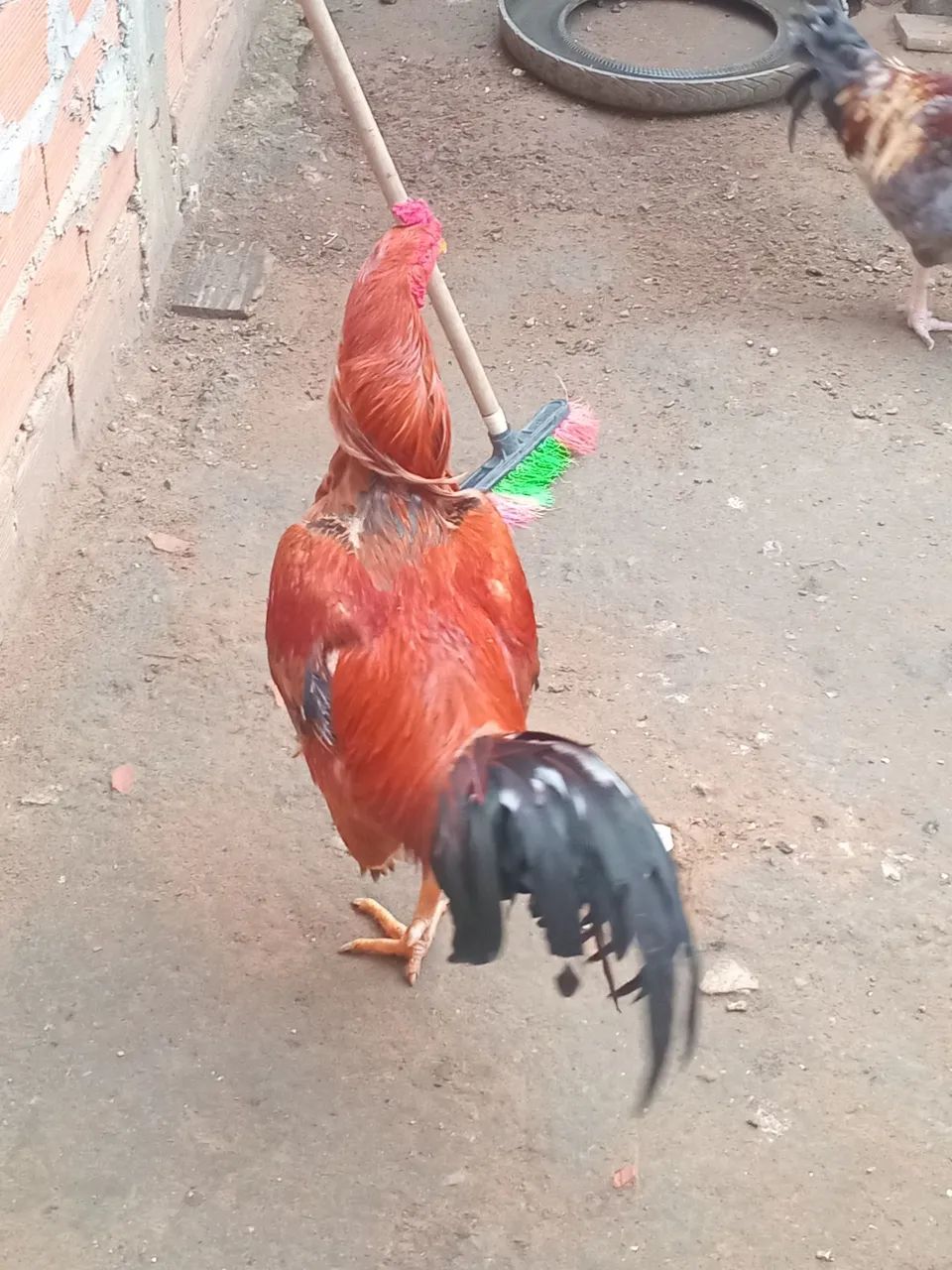 Galo  - Foto 4