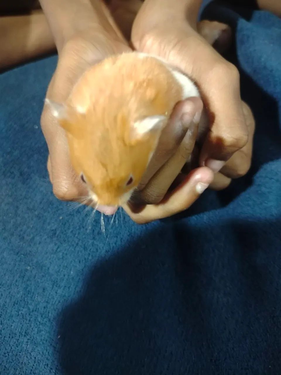 Hamster sírio macho "doação" - Foto 5