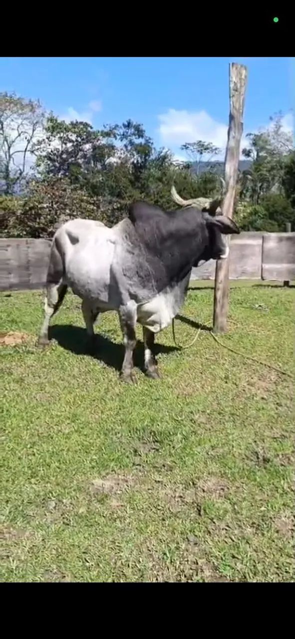 Vendo lindo Touro  - Foto 4