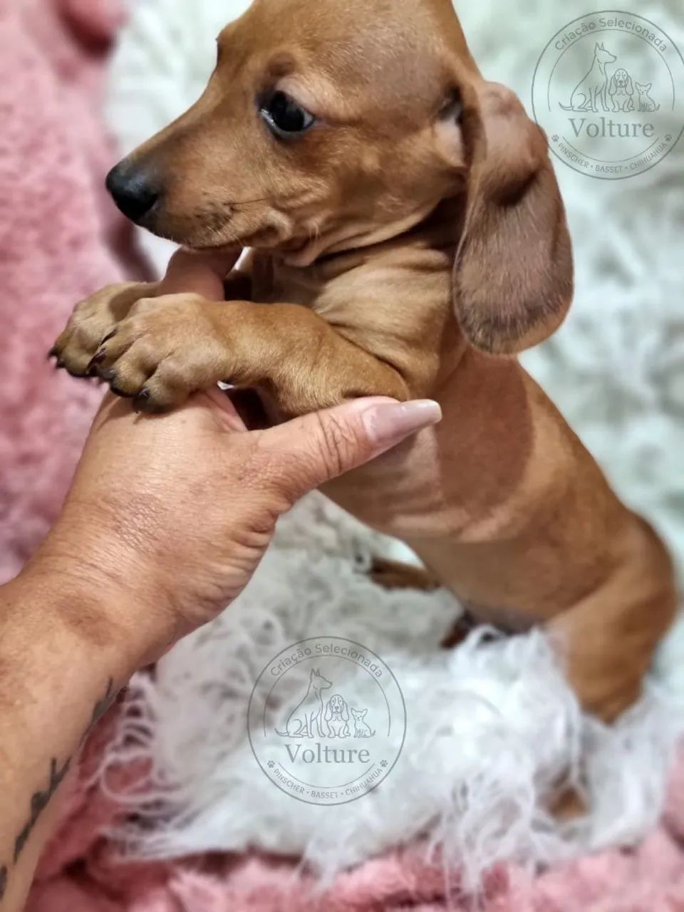 Basset Daschund teckel minis - Foto 2