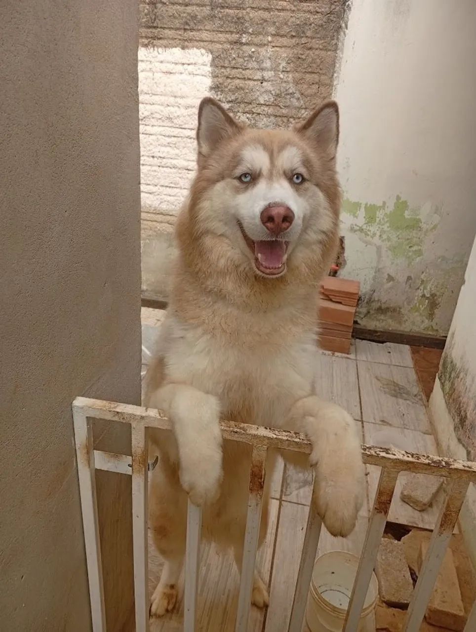 Husky siberiano 