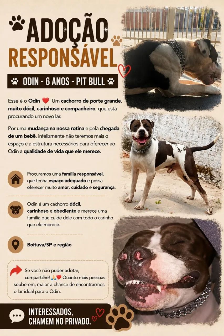 Doação - Pit bull dócil 6 anos