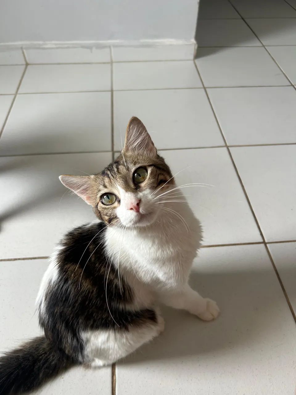 ? Doação Responsável - Dois Gatos Machos ? - Foto 2