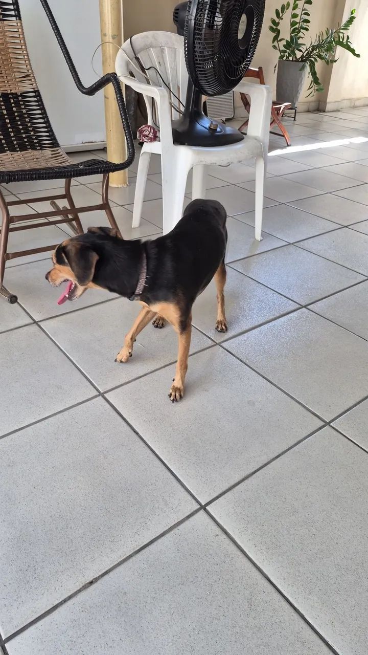 Doação de cachorro! - Foto 4