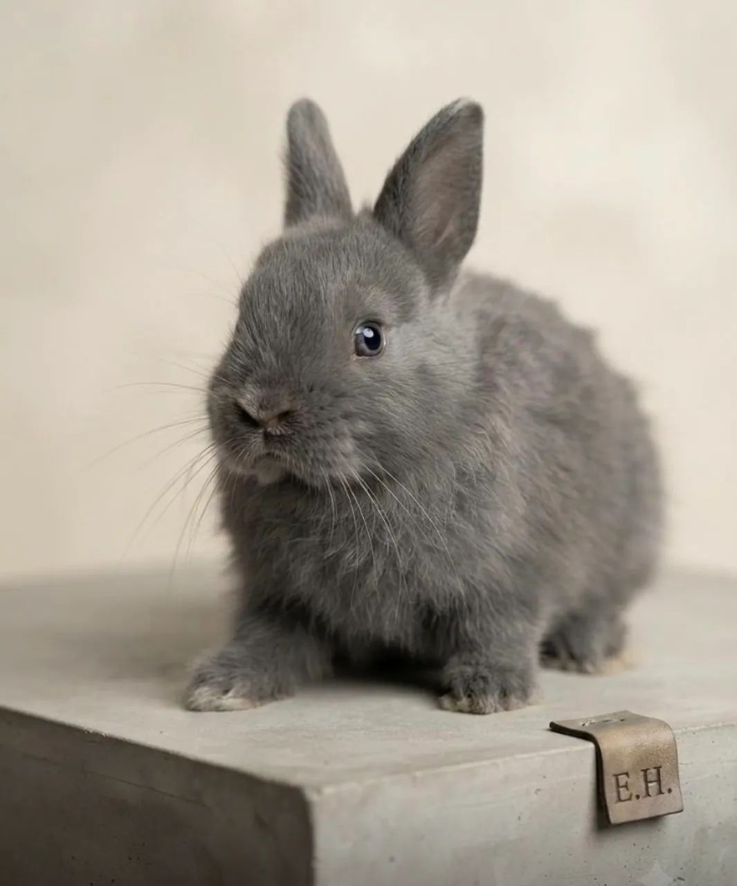 Coelho anão  Netherland Dwarf - Foto 4