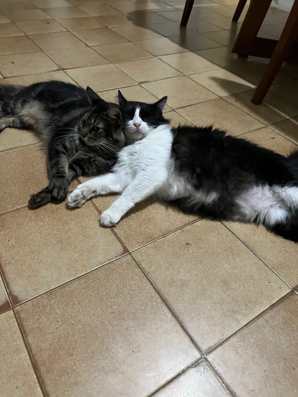 Gato para doação  - Foto 4