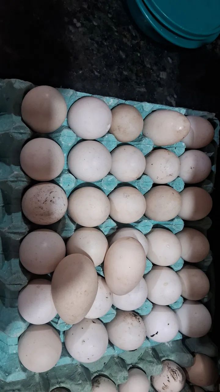 Ovos de pata 