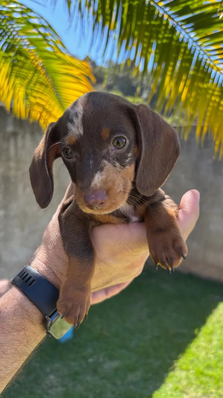 Salsichas Dachshund  - Foto 5