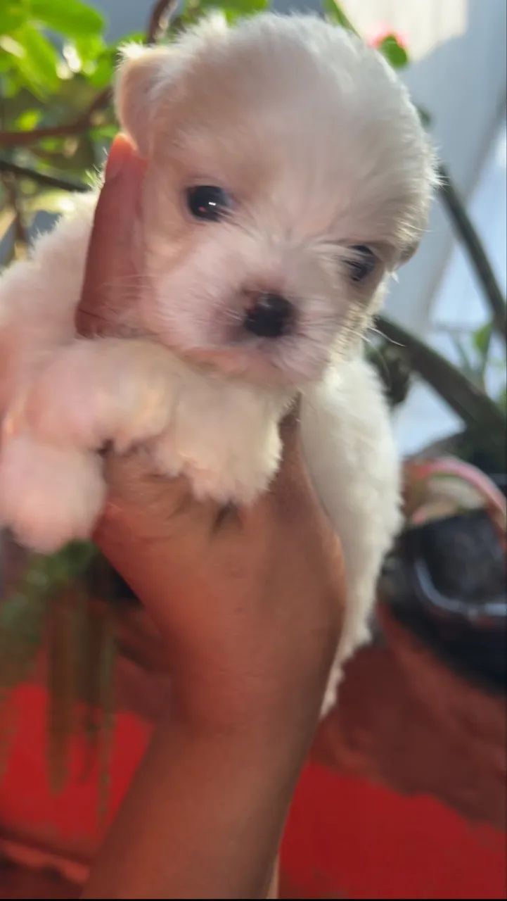 Shih tzu Branco  - Foto 3