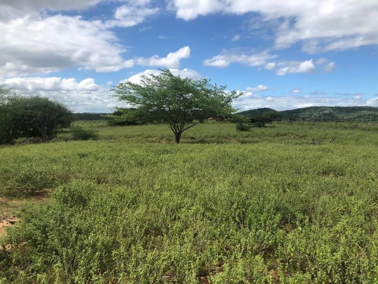 Sítio 19 hectares em Solânea  - Foto 5