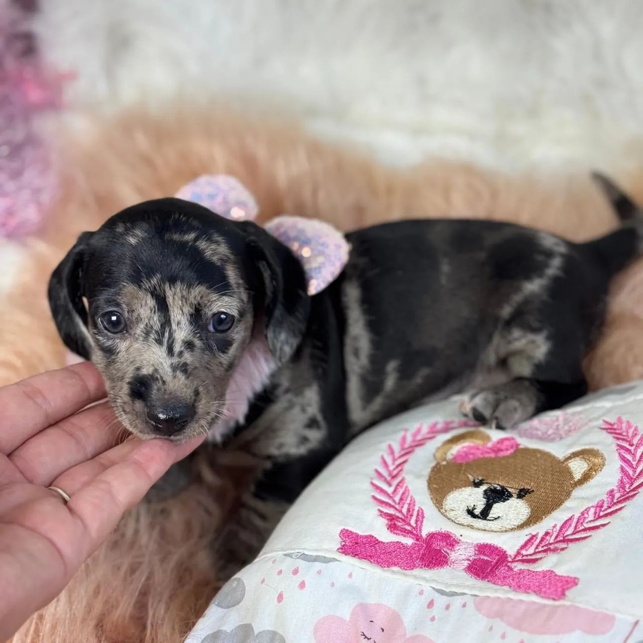 Dachshund Arlequim  - Foto 5