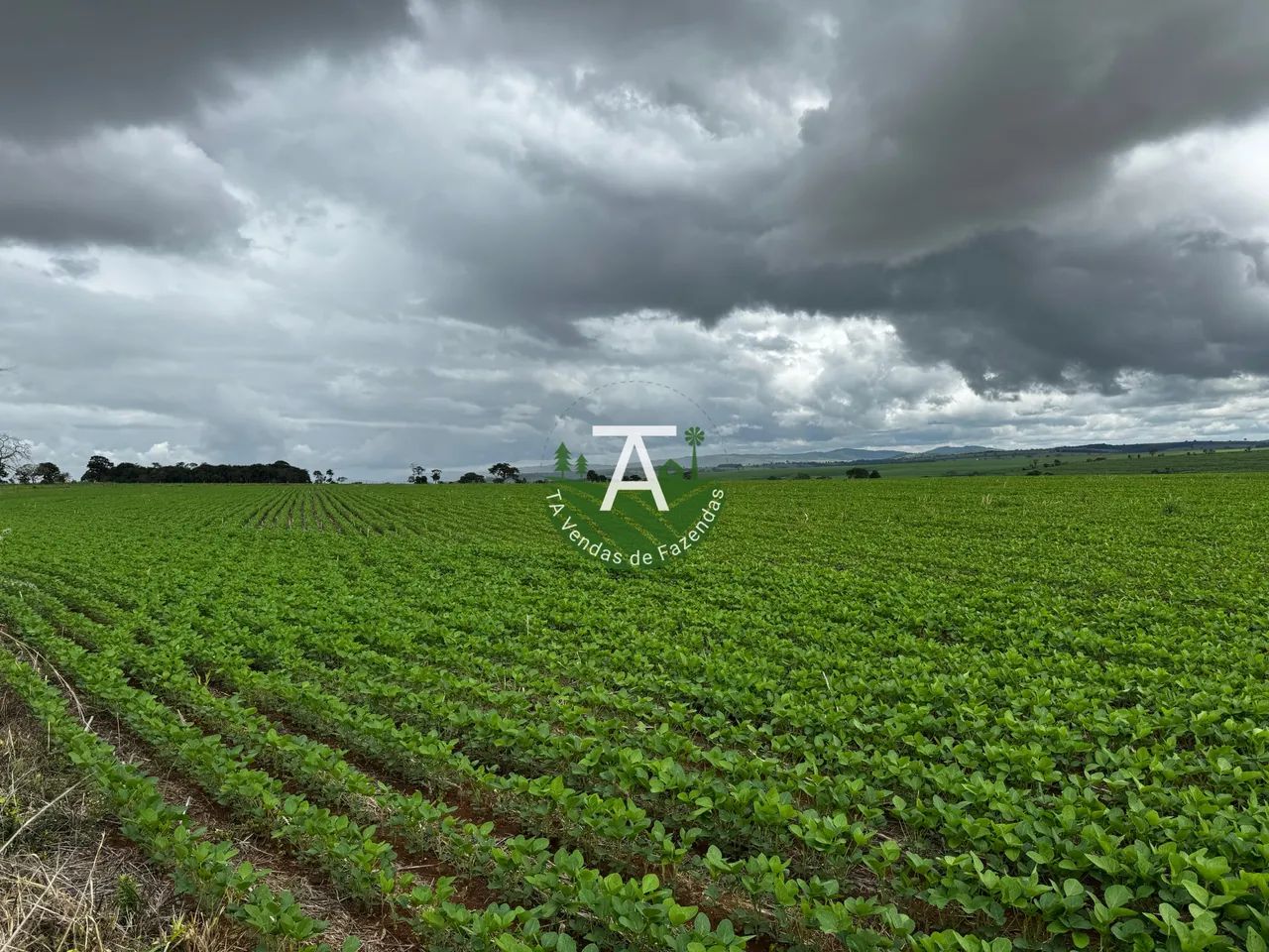 Fazenda de 31,5 alq em Itaberai GO - Foto 5
