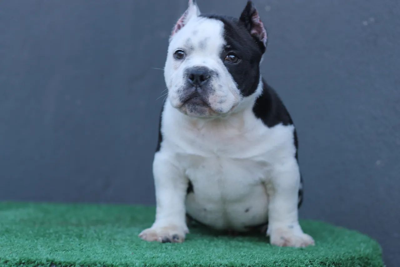 AMERICAN BULLY MICRO - MACHO  - Foto 3