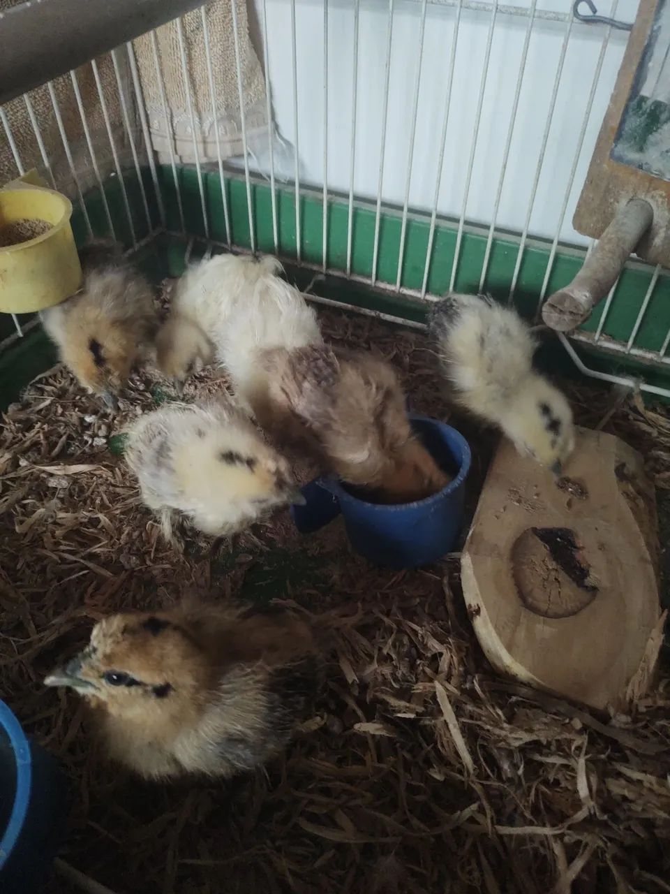 Silkie sedosa pintinho  - Foto 3