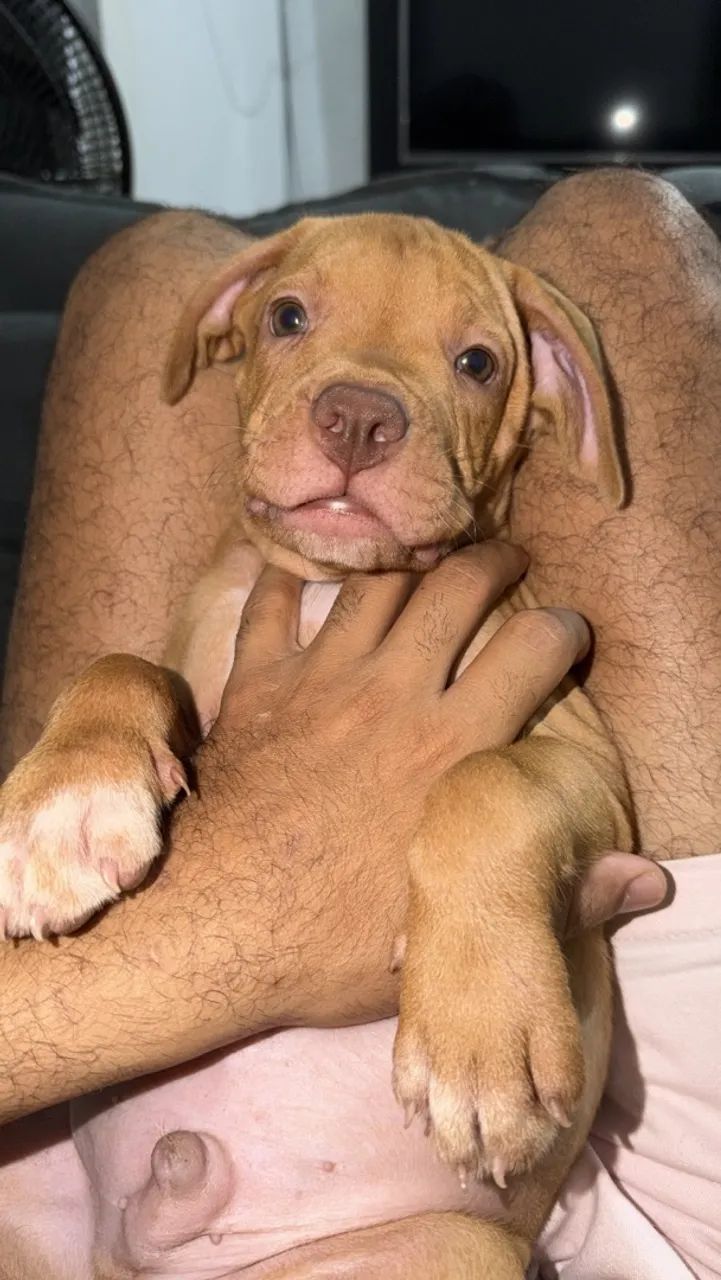 American Bully  - Foto 5