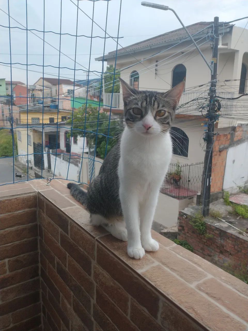 Doação de gatinhos  - Foto 4