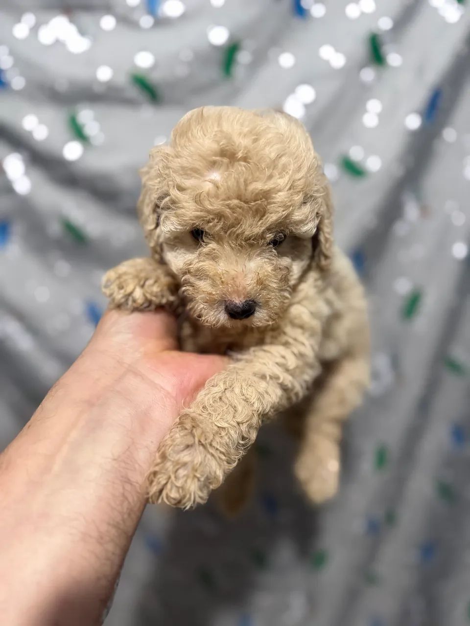 Poodle - filhote- fêmea e macho - Foto 2