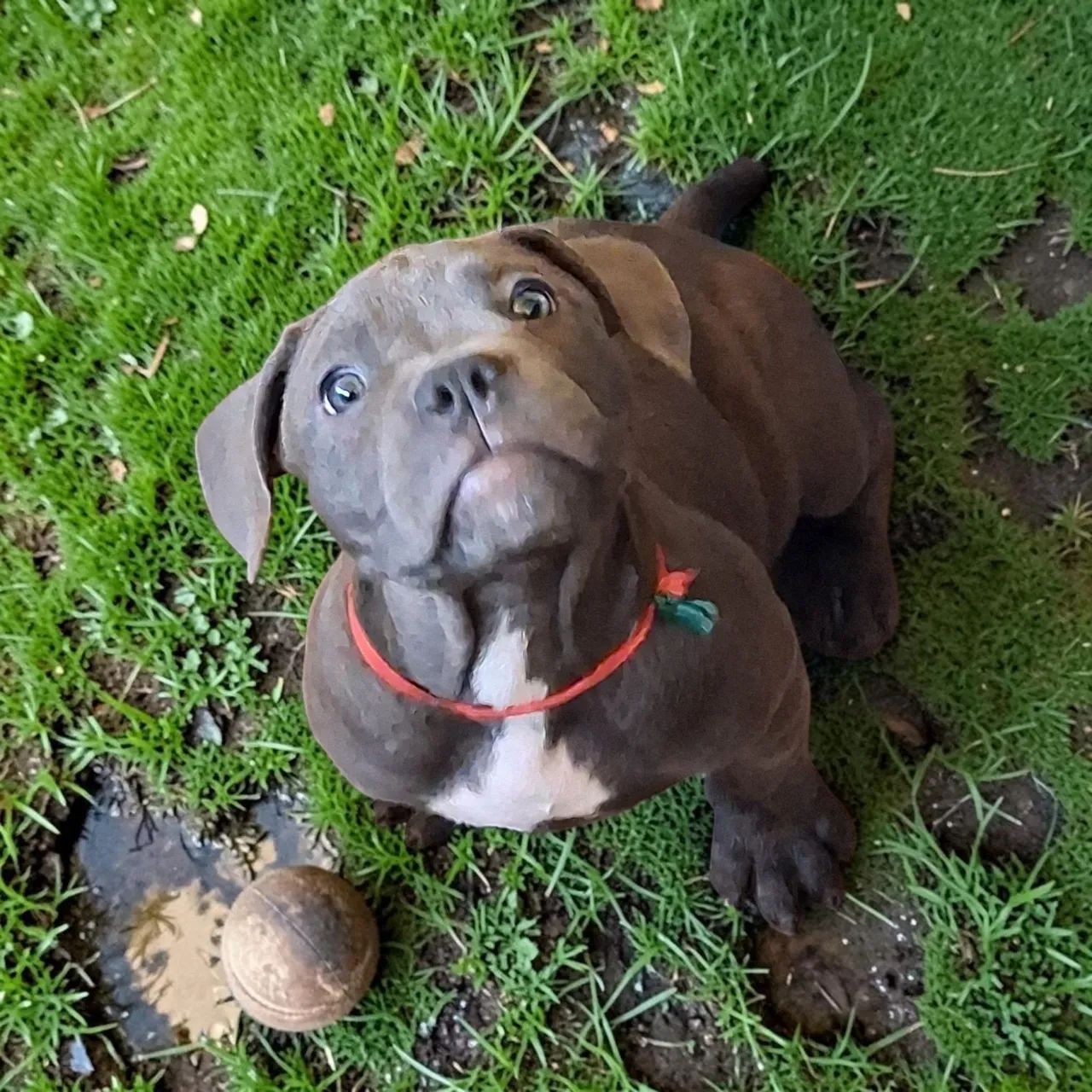 American Bully  - Foto 3