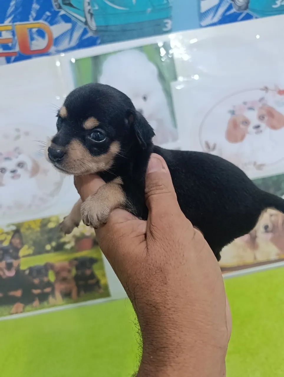 Pinsher miniaturas  - Foto 4