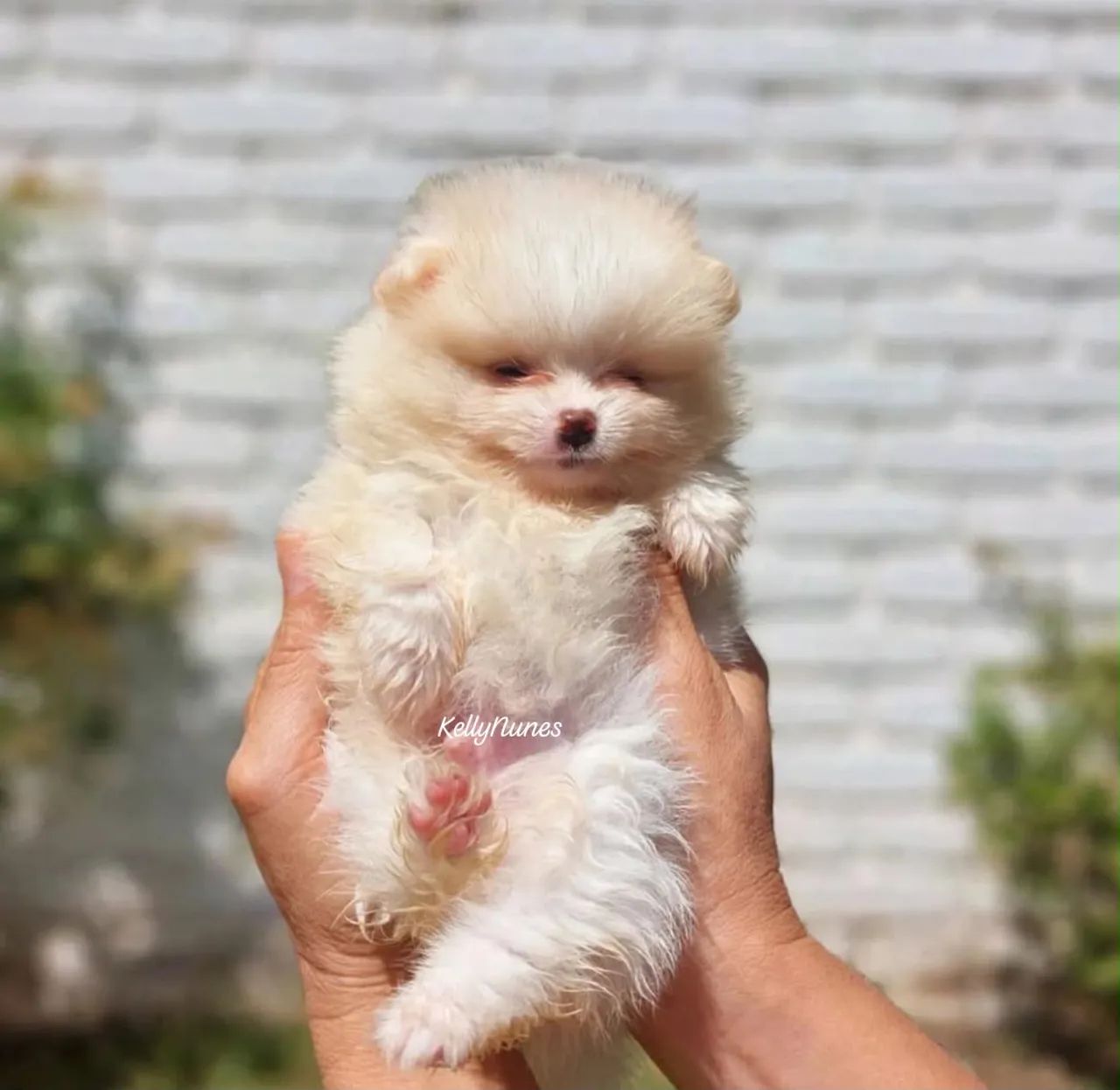 Spitz alemão macho