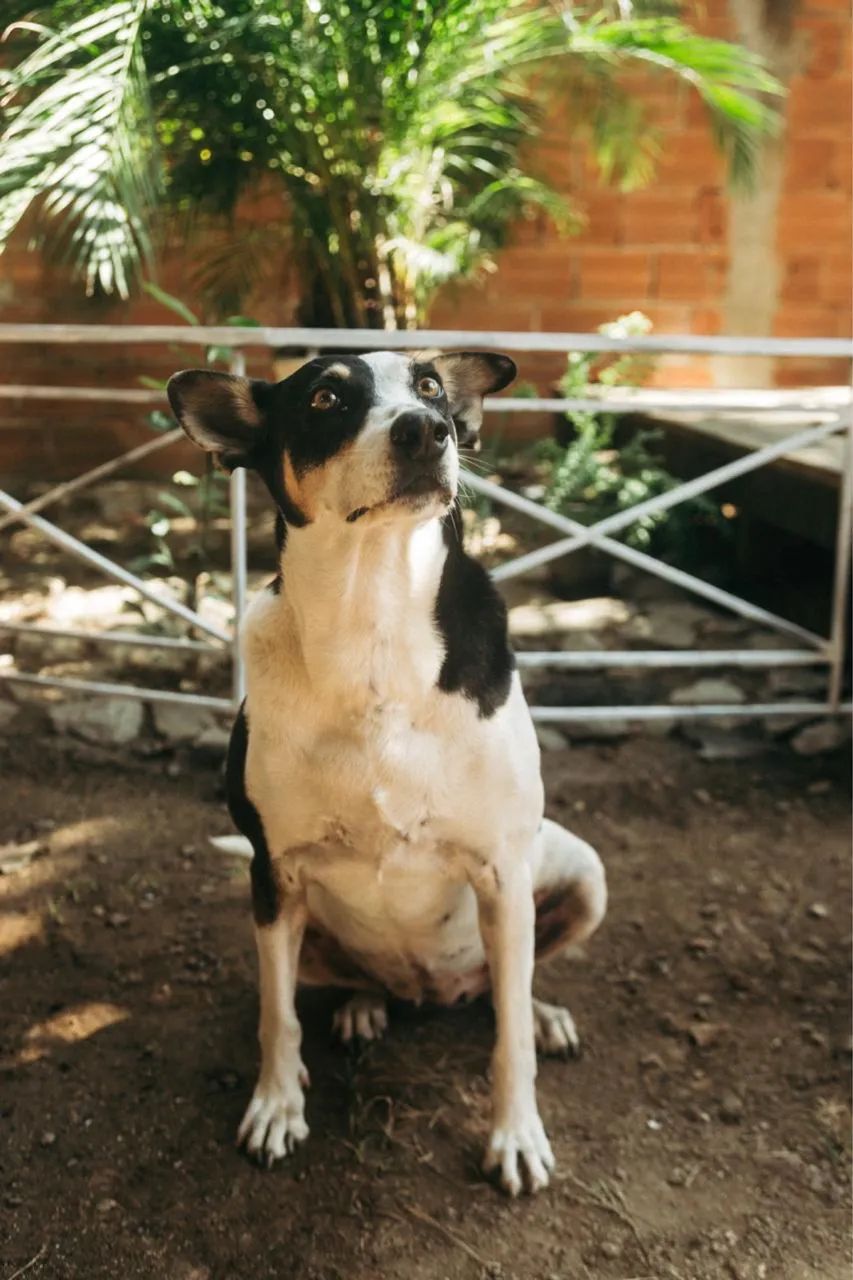 Doação  - Foto 3