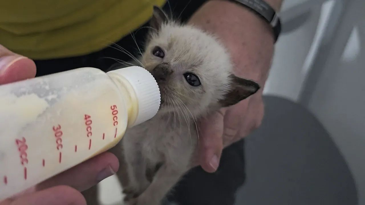 Gatinhos Siamese Adoção! - Foto 2