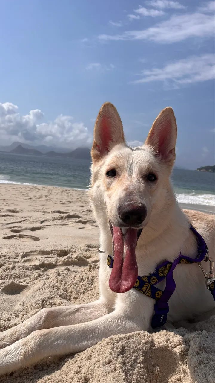 Doação - Cachorro - Foto 4