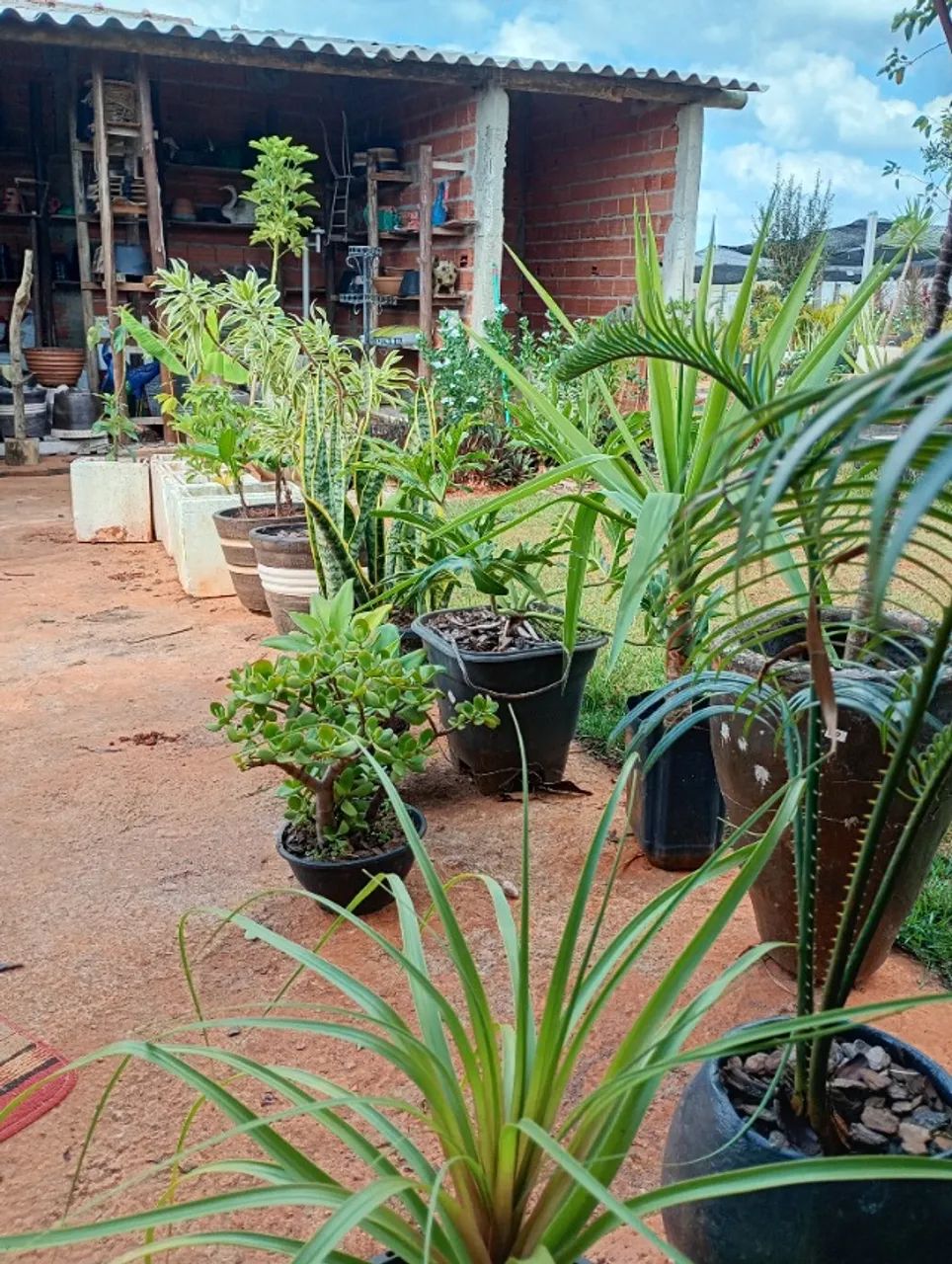 Arca : Pantas e jardins - Foto 4