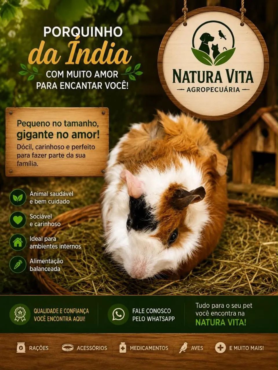 Porquinho da índia 