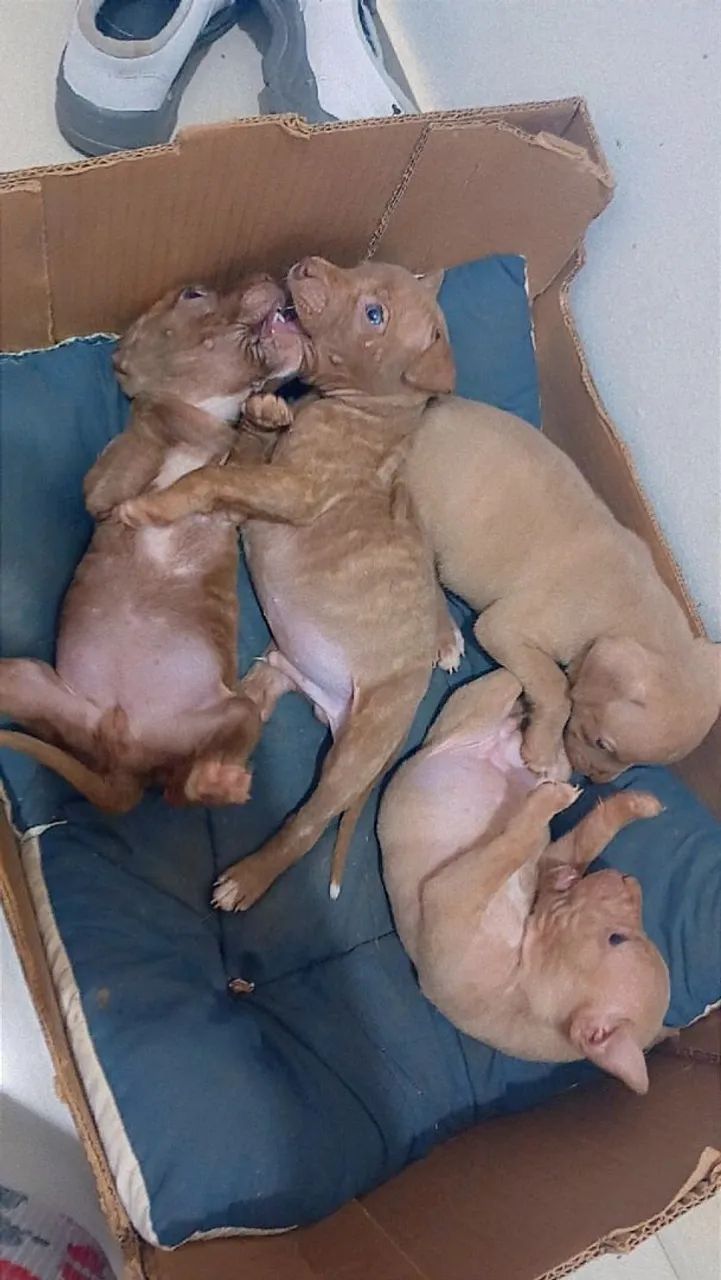 Disponível 300,00 - Foto 2