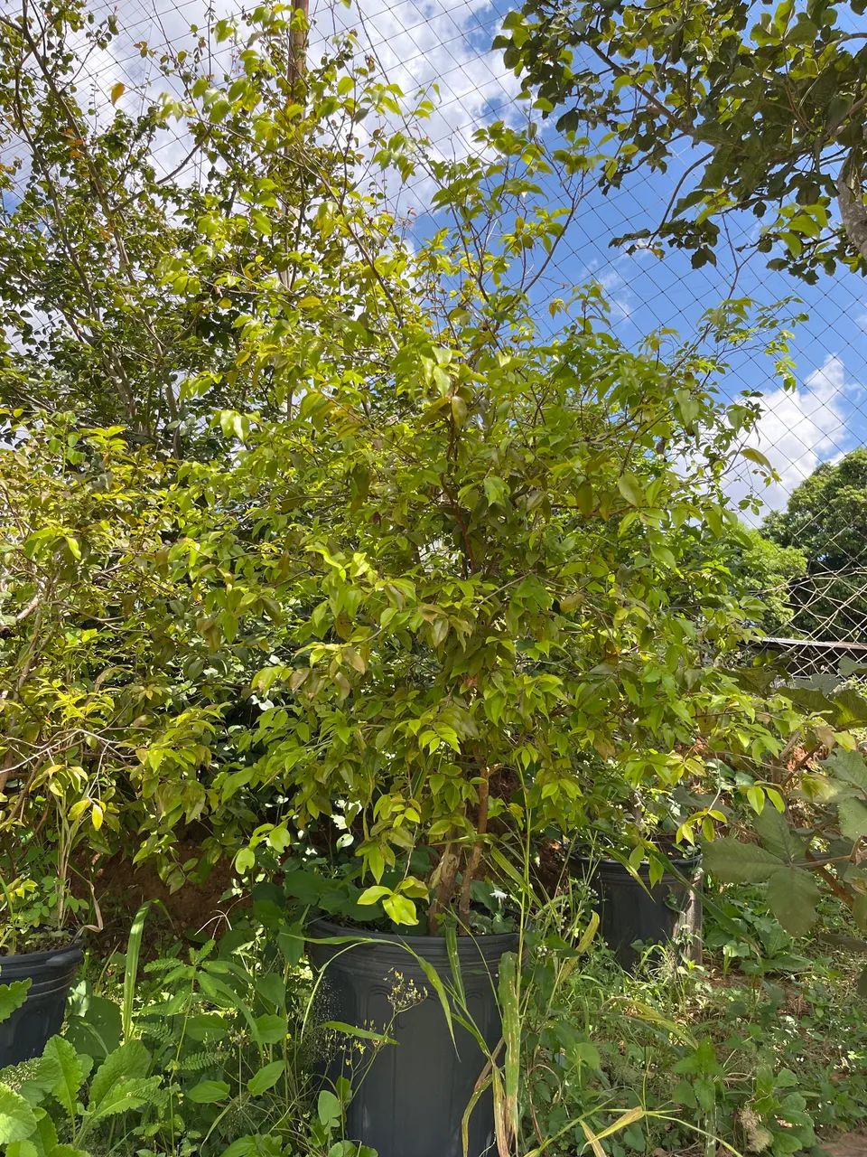 Jaboticaba híbrida  - Foto 2