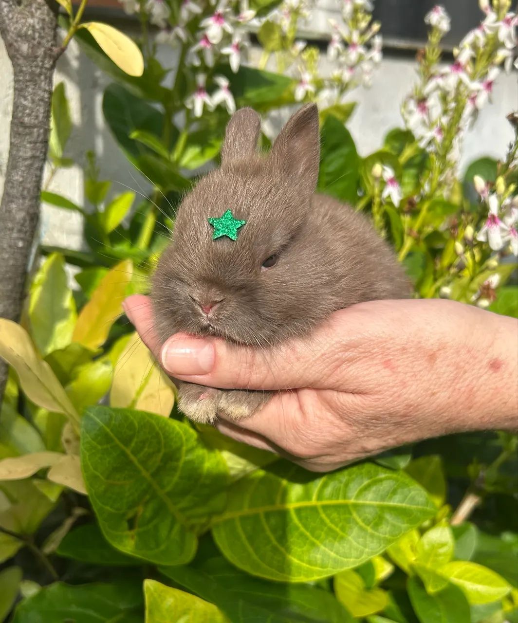 Mini Coelho - Netherland Anão - Foto 2