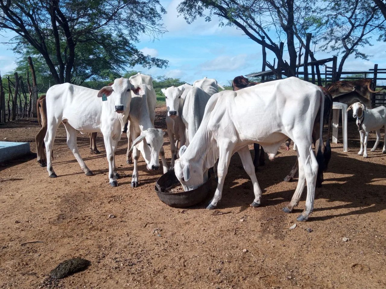 Lote de gado - Foto 2