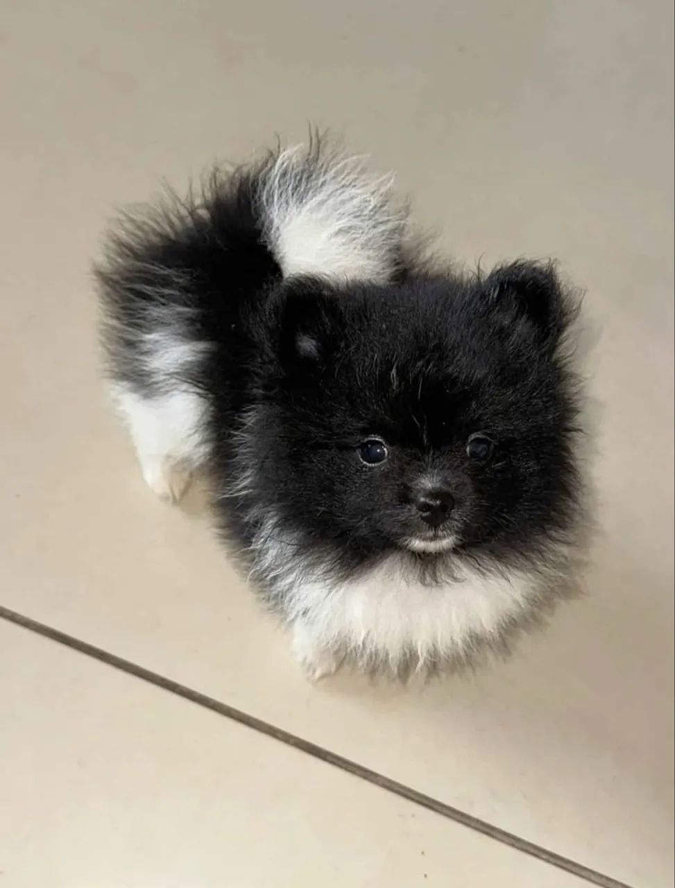 Spitz alemão macho 