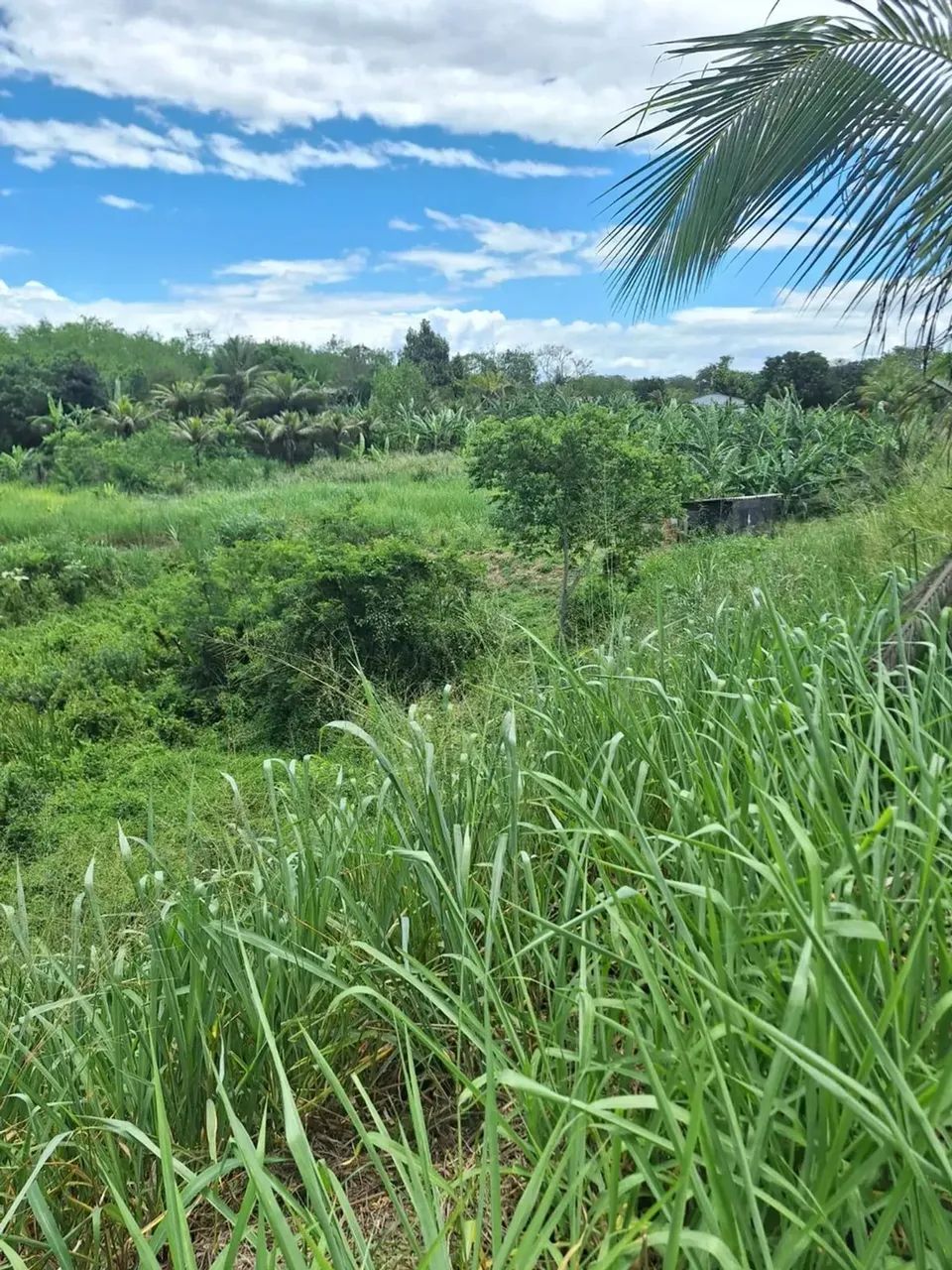 Imóvel para venda possui 2500 metros quadrados em Campo Lindo - Seropédica - RJ - Foto 12