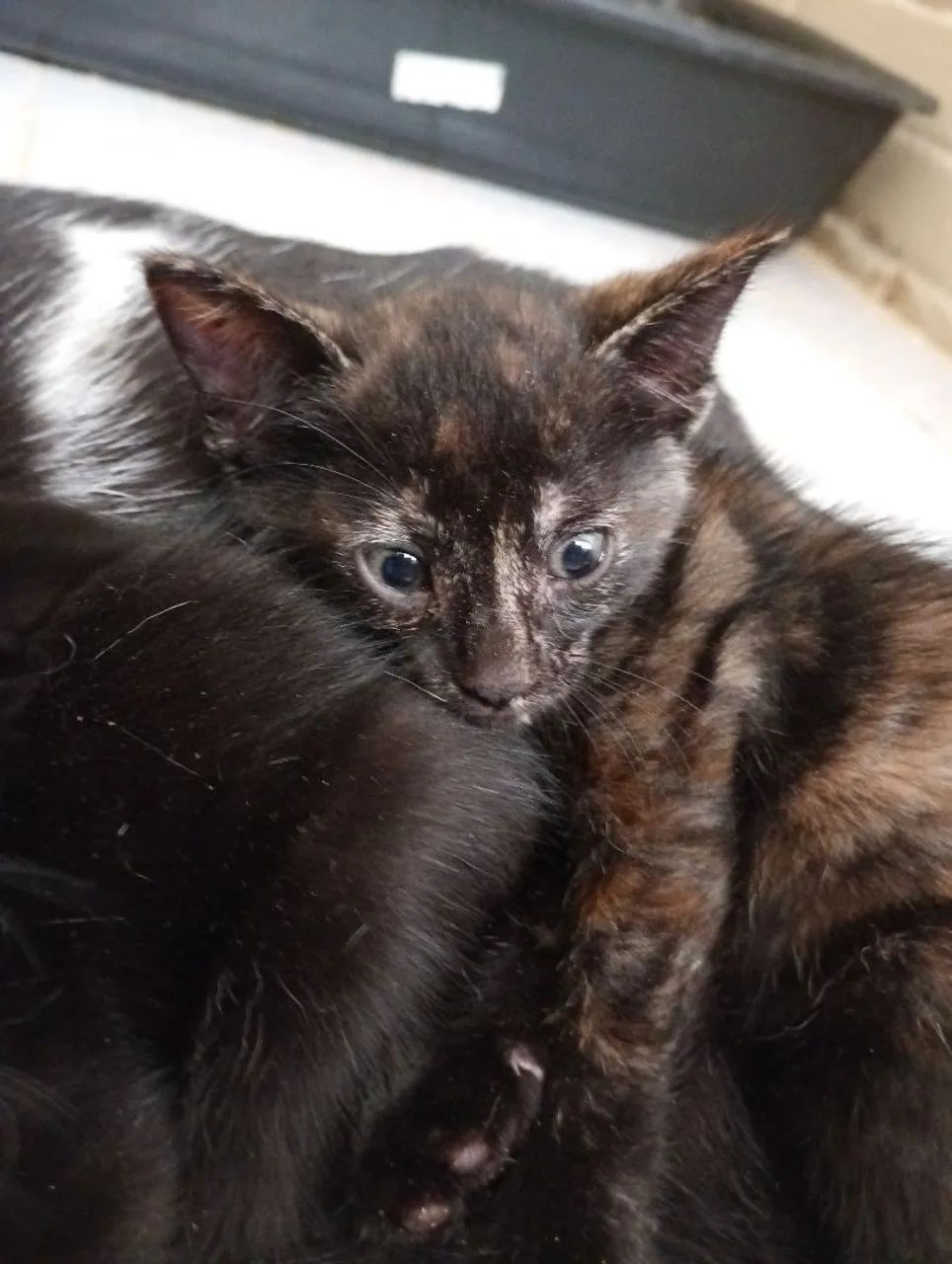 Gatinha para doação  - Foto 3