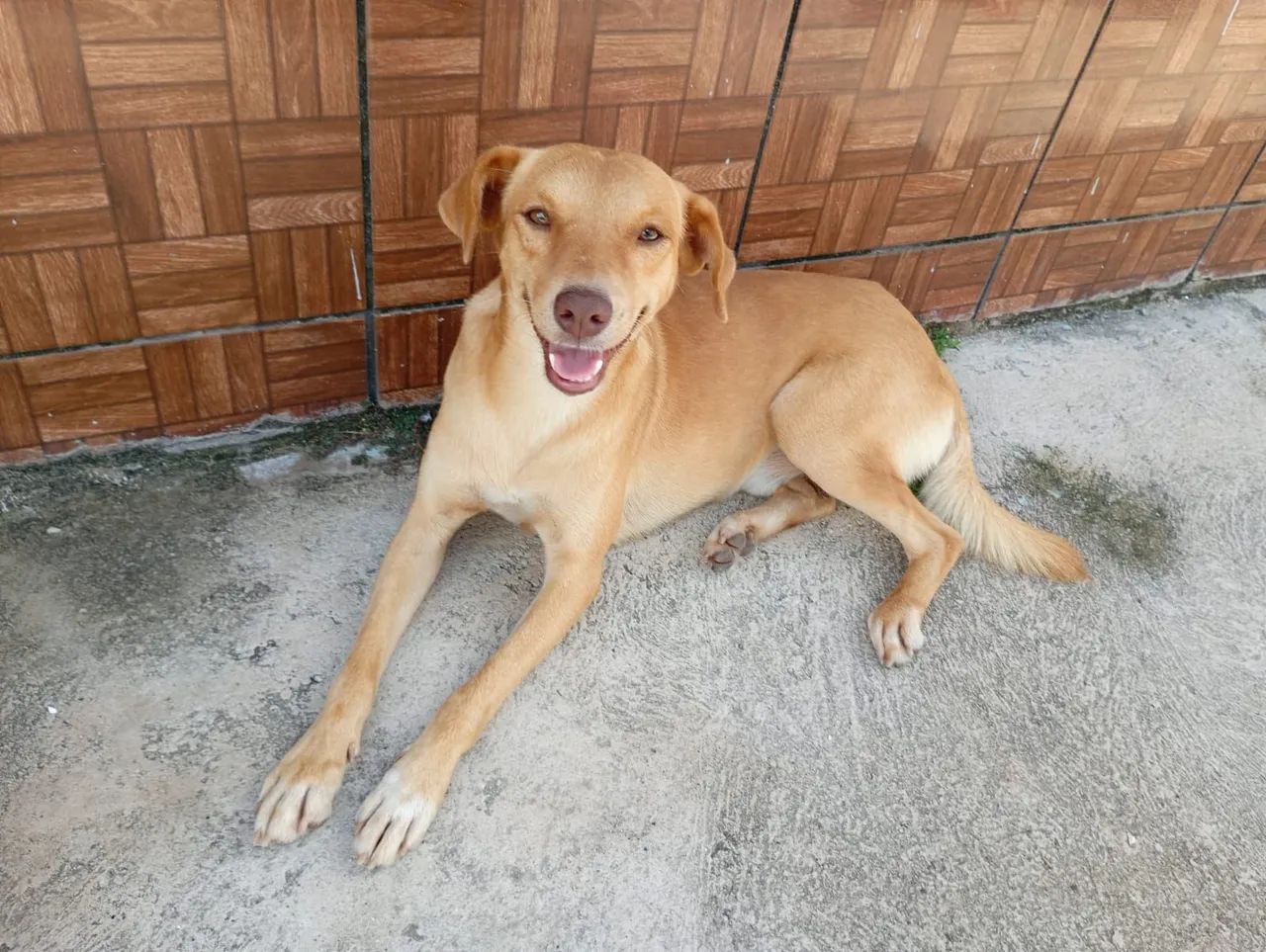 Adoção Responsável  - Foto 2