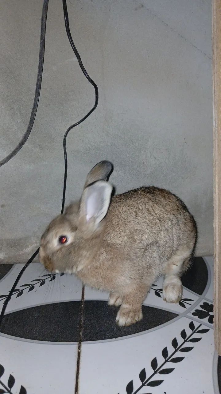 COELHO - Foto 2