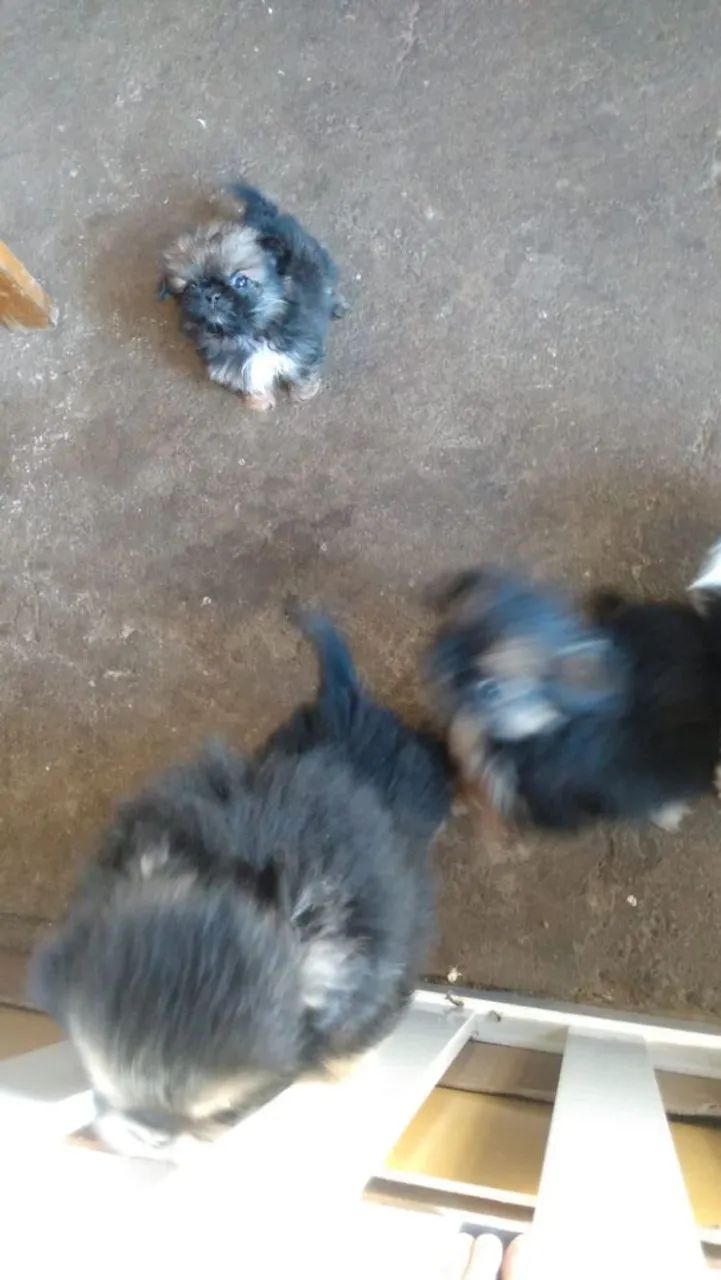 Lindos filhos de pequinês  - Foto 4