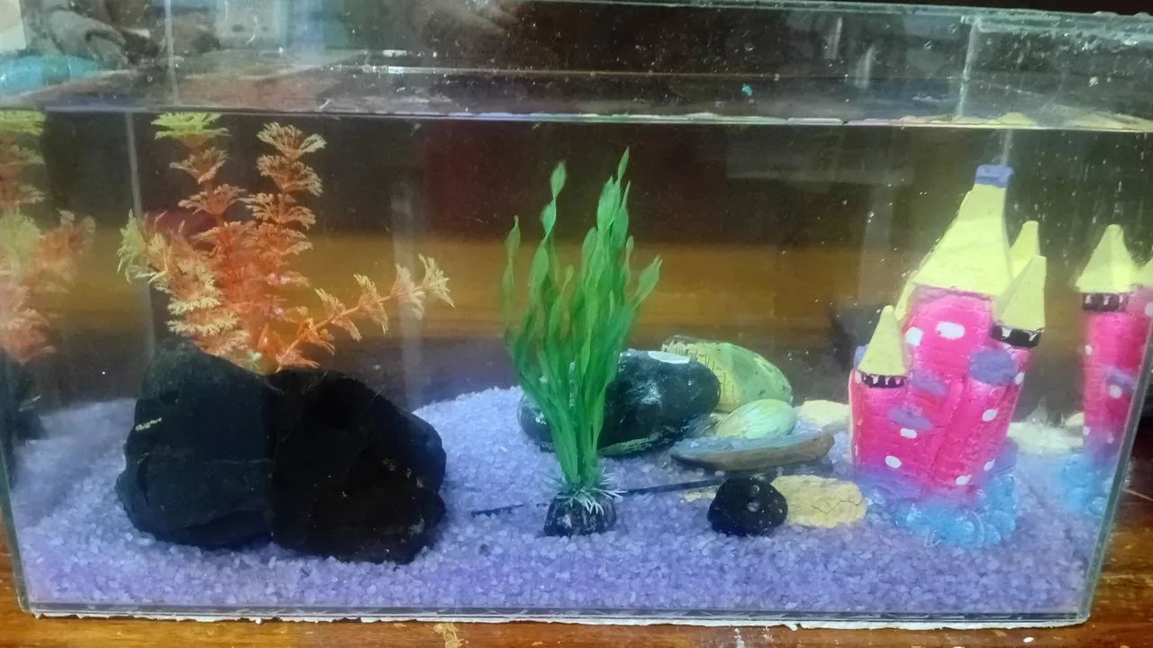 Aquário peixe