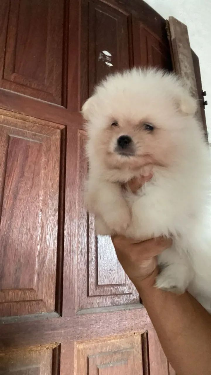 Spitz alemão  - Foto 2
