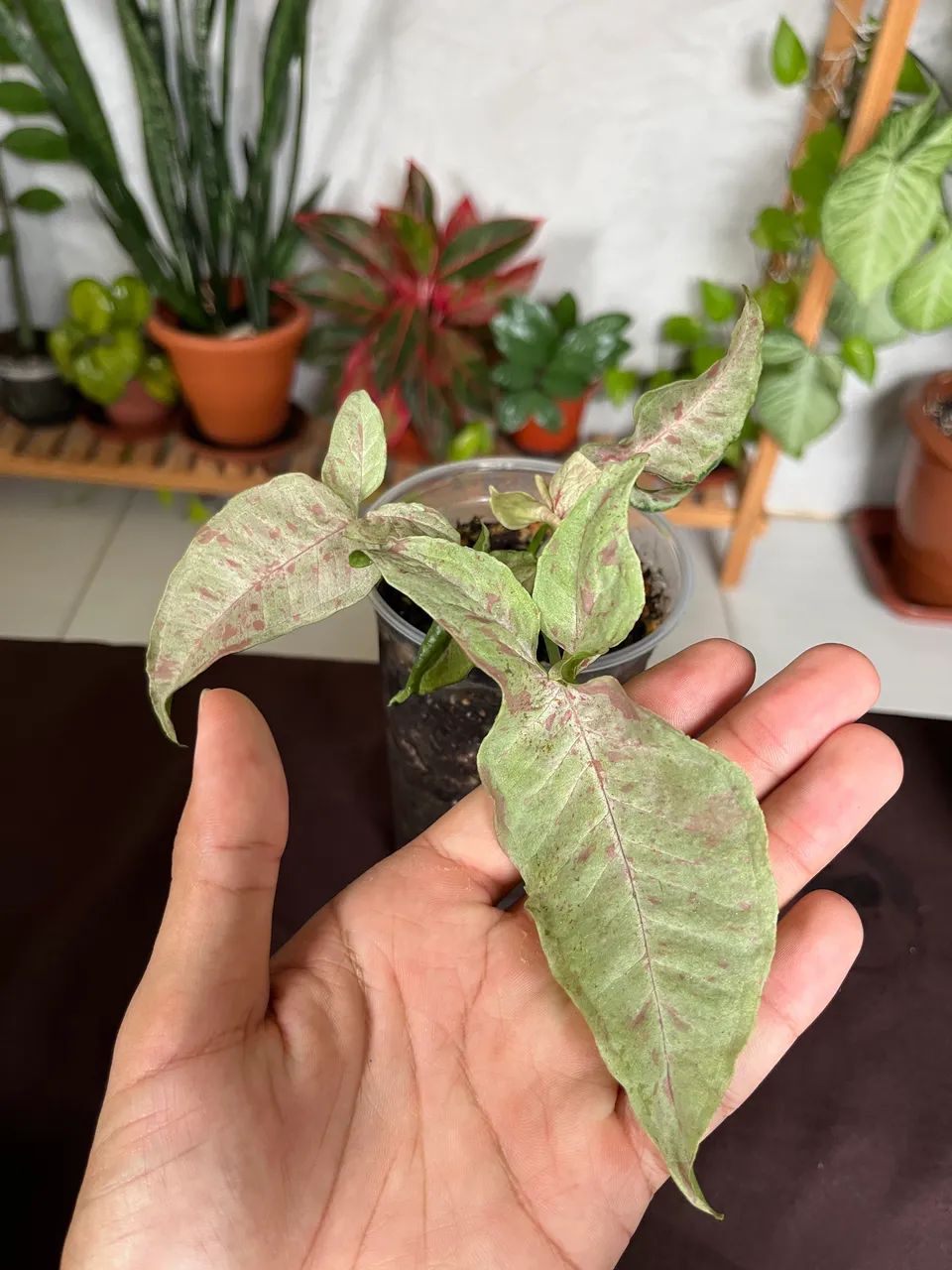 Plantas - Foto 2
