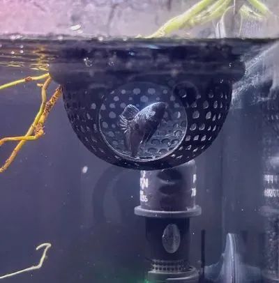 Decoração para aquário  - Foto 4