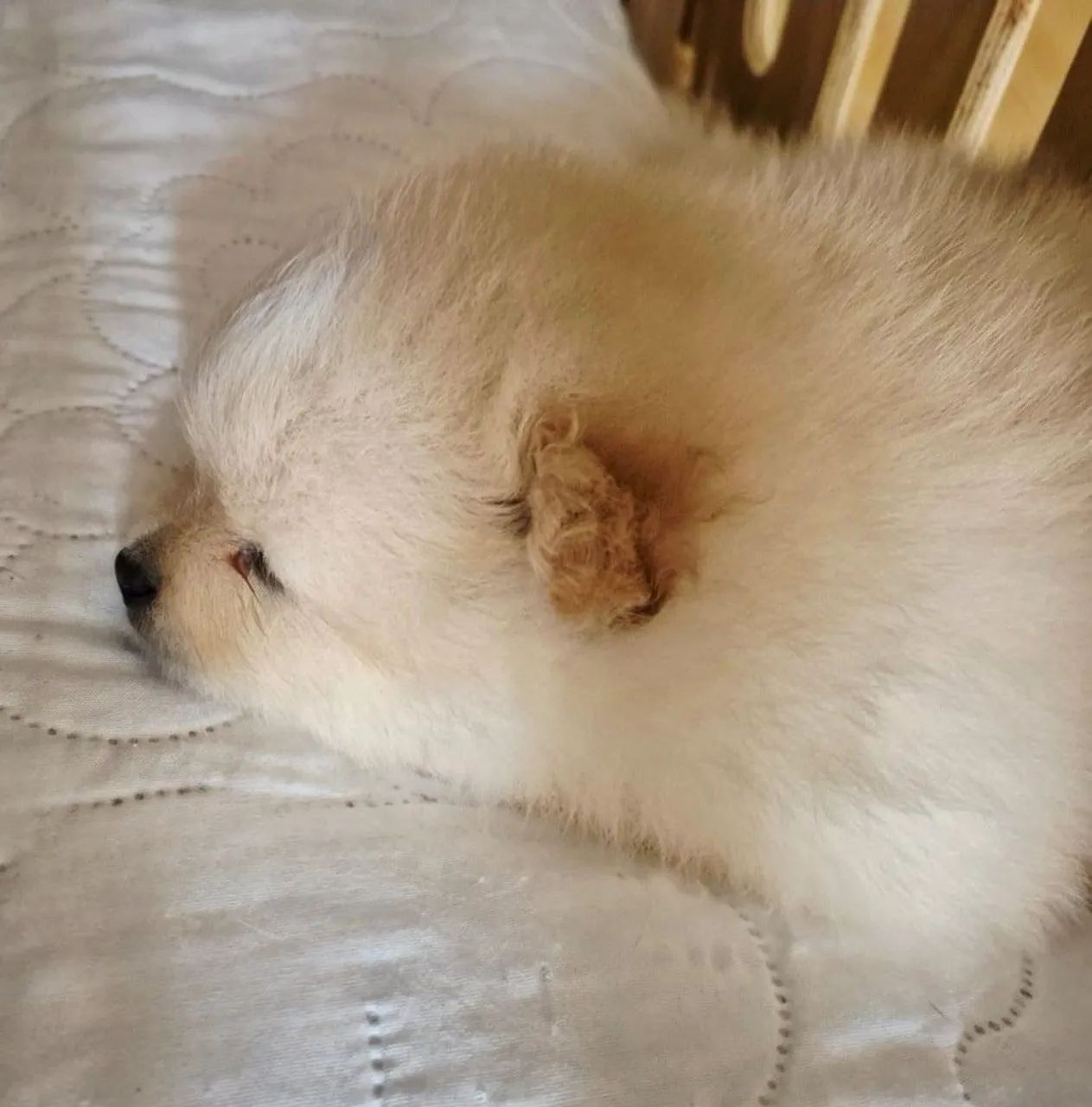 Filhotes de Spitz Alemão  - Foto 6