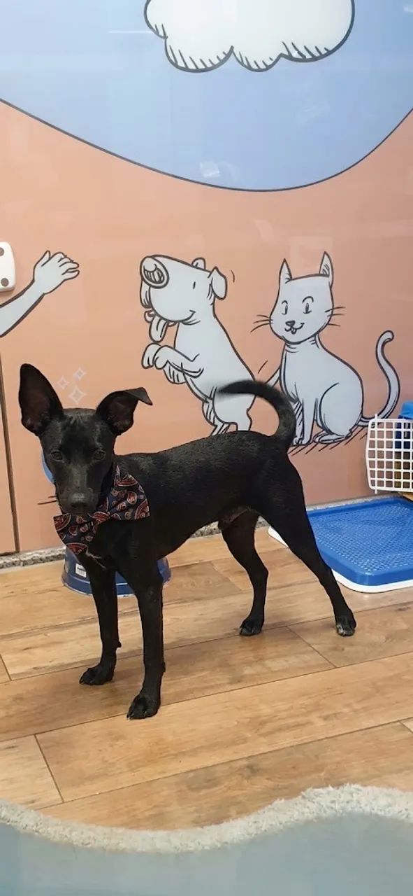 Cachorro  - Foto 2